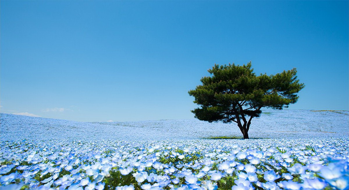 1200x655, 231 Kb / япония, цветы, дерево, парк