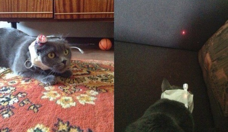 800x465, 105 Kb / ковёр, кот, лазер