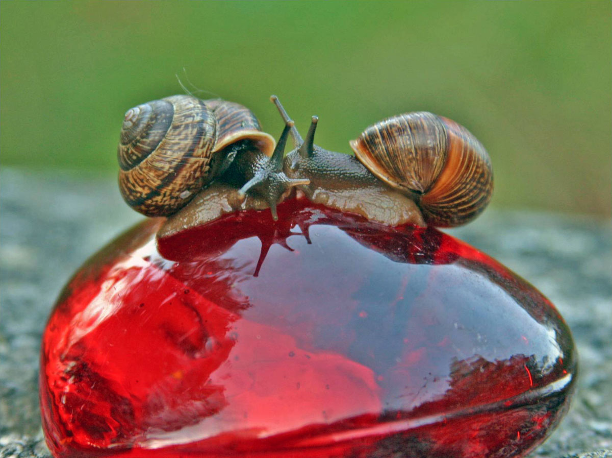 1200x897, 181 Kb / улитки, поцелуй