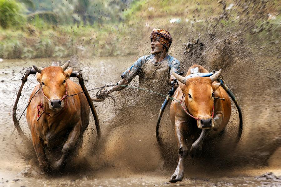 900x600, 108 Kb / Быки, гонка, грязь