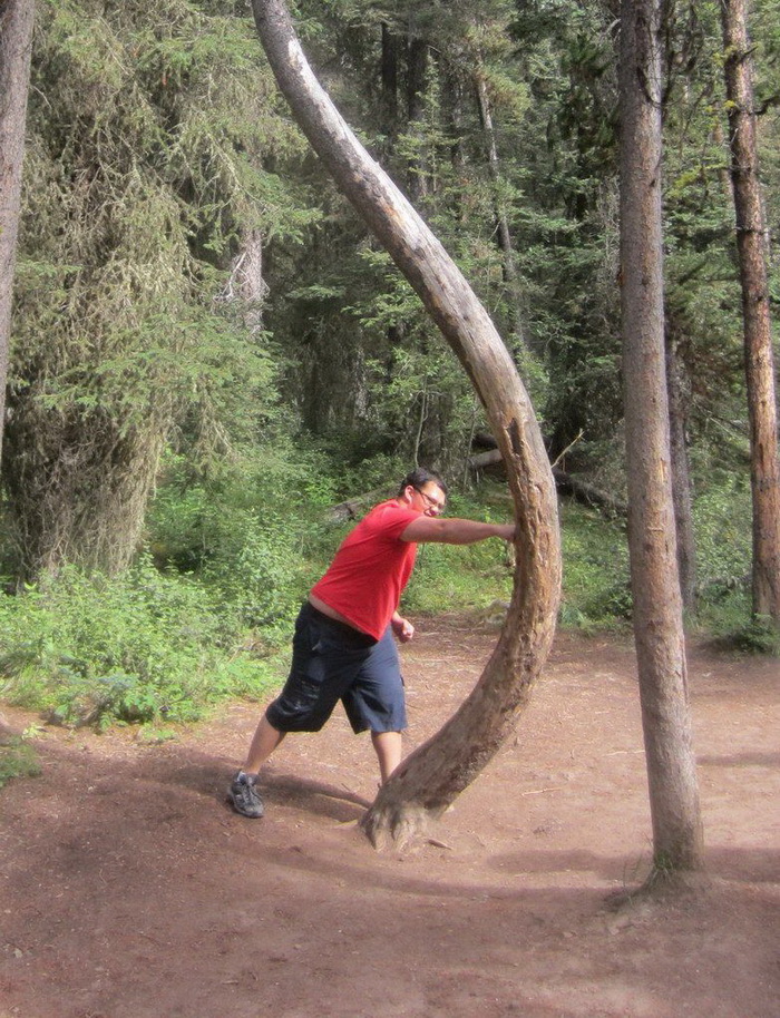 700x914, 332 Kb / сосна, удар, силач