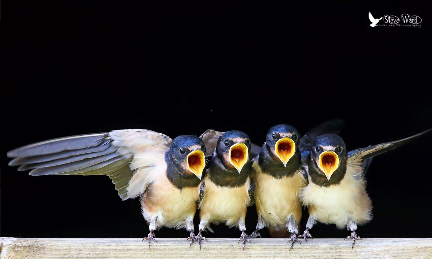 1477x884, 227 Kb / Птенцы, хор, квартет