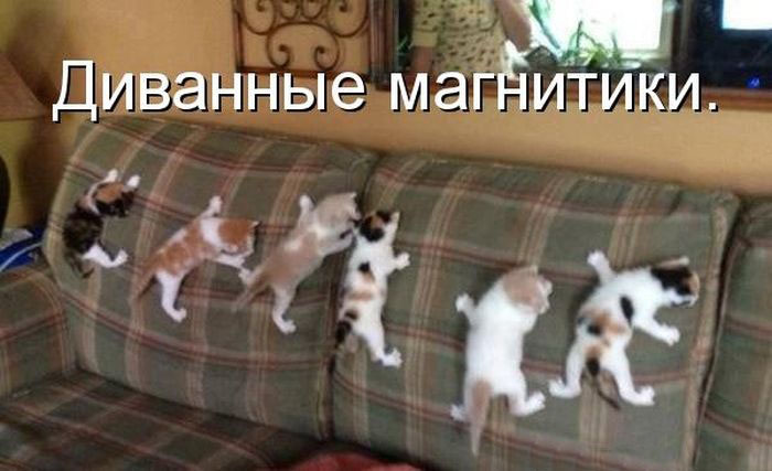 700x427, 74 Kb / диван, котята, магнитики