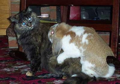 400x278, 27 Kb / кролик, ебет, кота