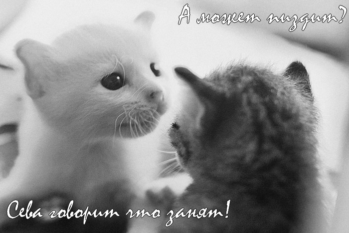 700x467, 87 Kb / котята, подпись, пиздит, сева