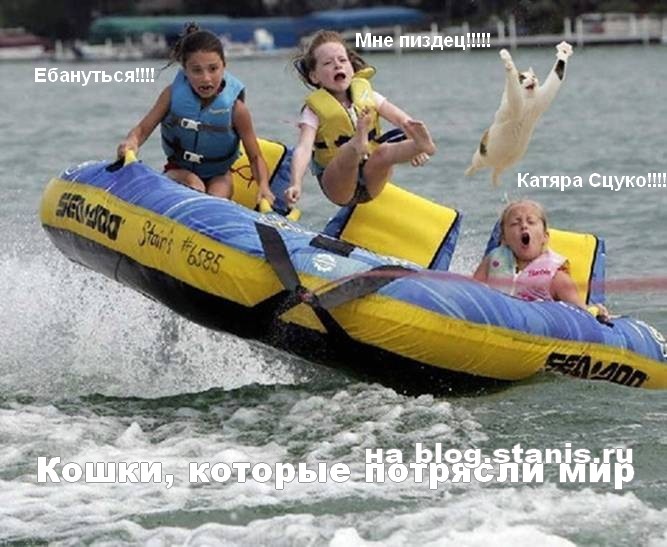 667x547, 94 Kb / подпись, дети, таблетка, море, кот