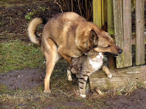 599x449, 78 Kb / собака, кошку, ебет, забор