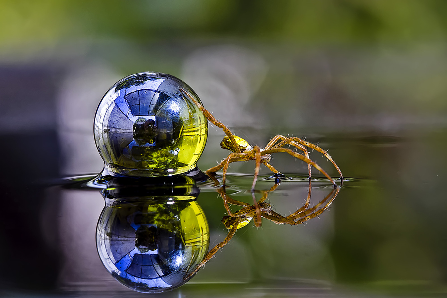 900x600, 305 Kb / Паук, капля, вода, макро