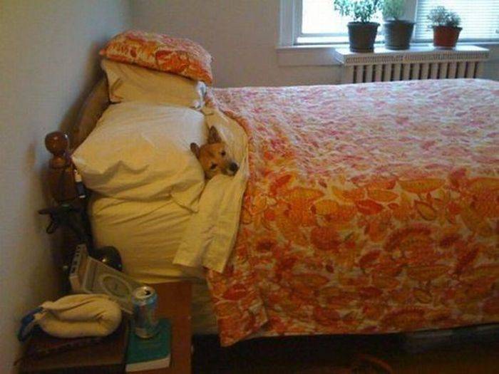 700x525, 45 Kb / собака, постель