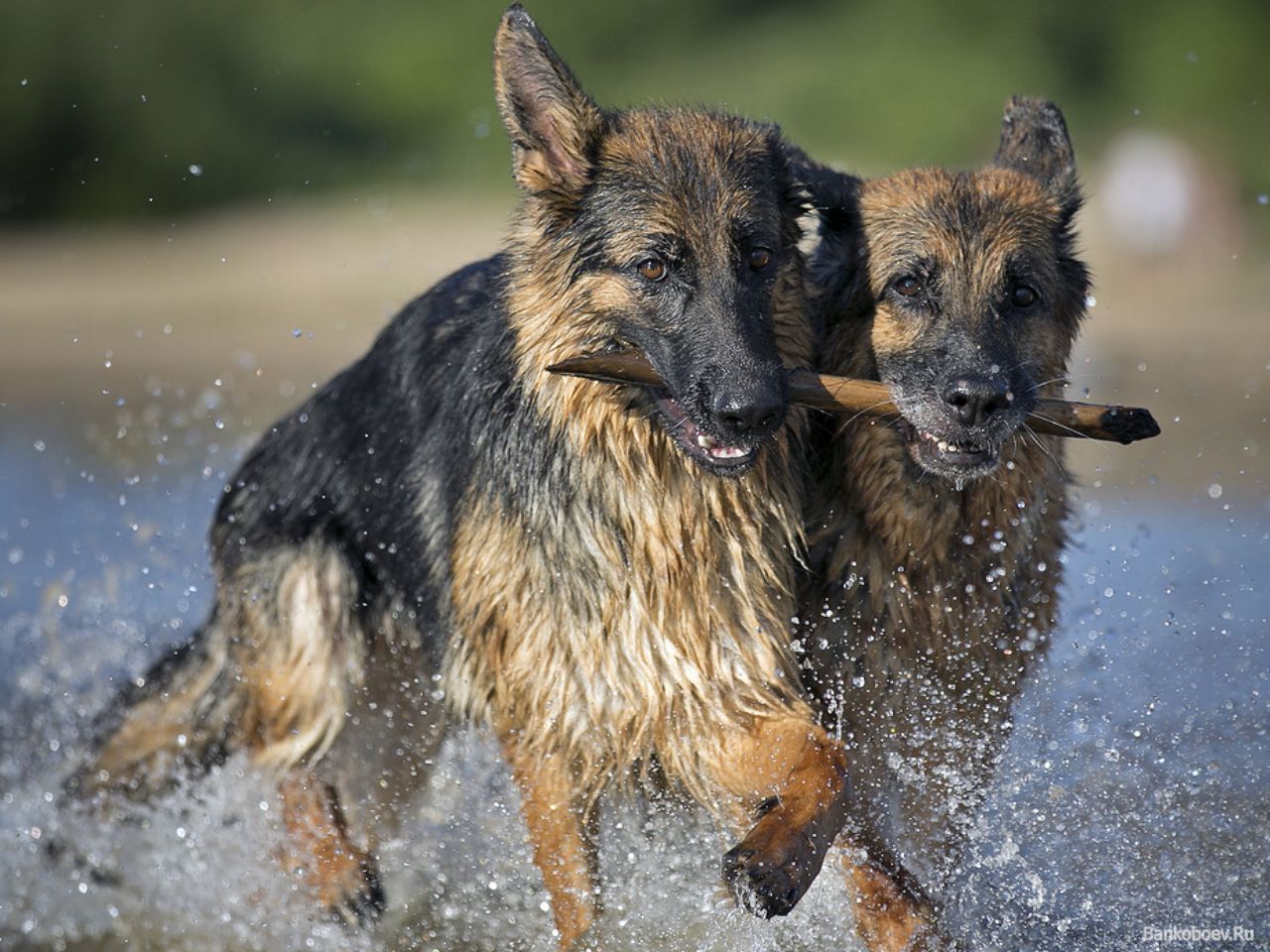 1280x960, 207 Kb / собаки, вода, палка, бег