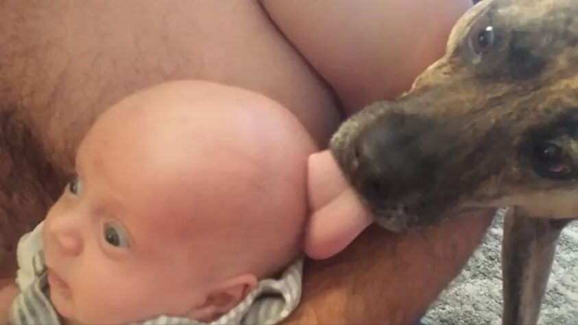 843x474, 31 Kb / собака, язык, младенец, ребенок