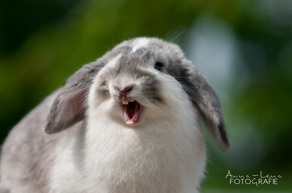 1000x664, 101 Kb / кролик, анна-лена