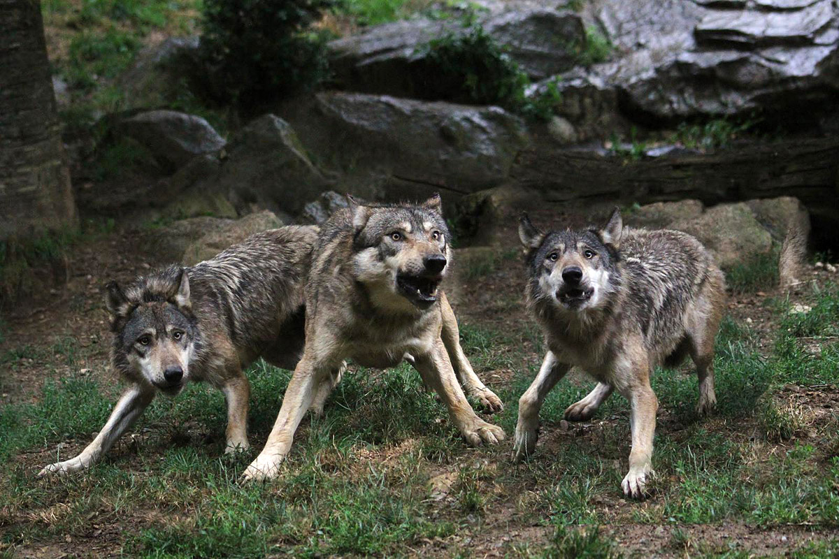 1200x800, 340 Kb / волки, трава, камни