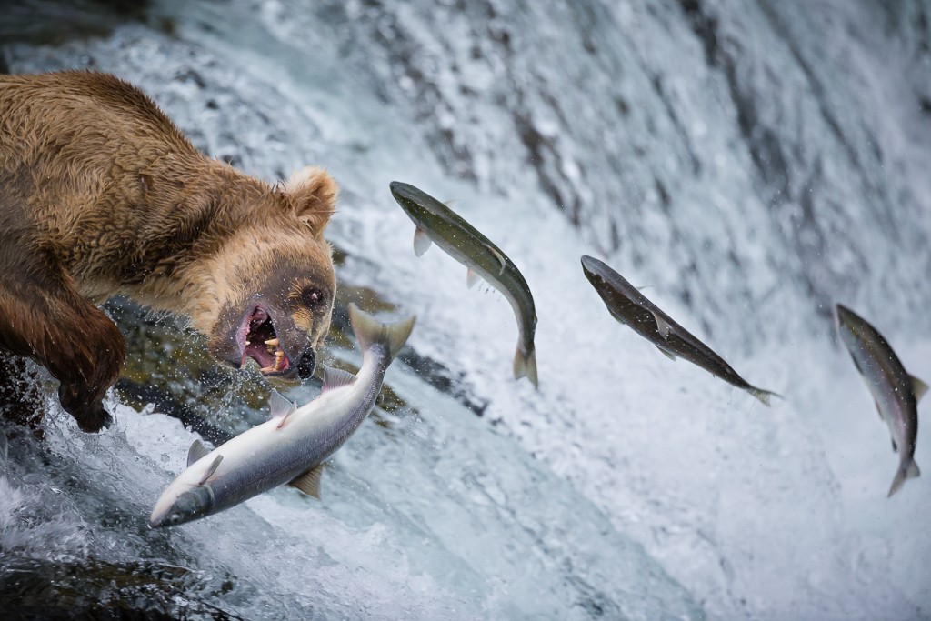1024x683, 209 Kb / водопад, рыба, медведь