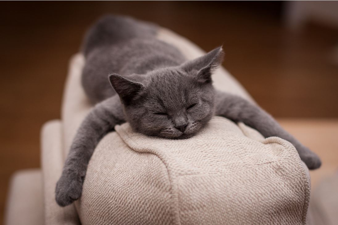 1095x730, 89 Kb / кот, подушка, сон