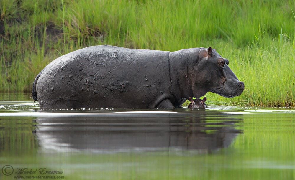 1000x611, 109 Kb / бегемоты, вода, трава, зелень, река