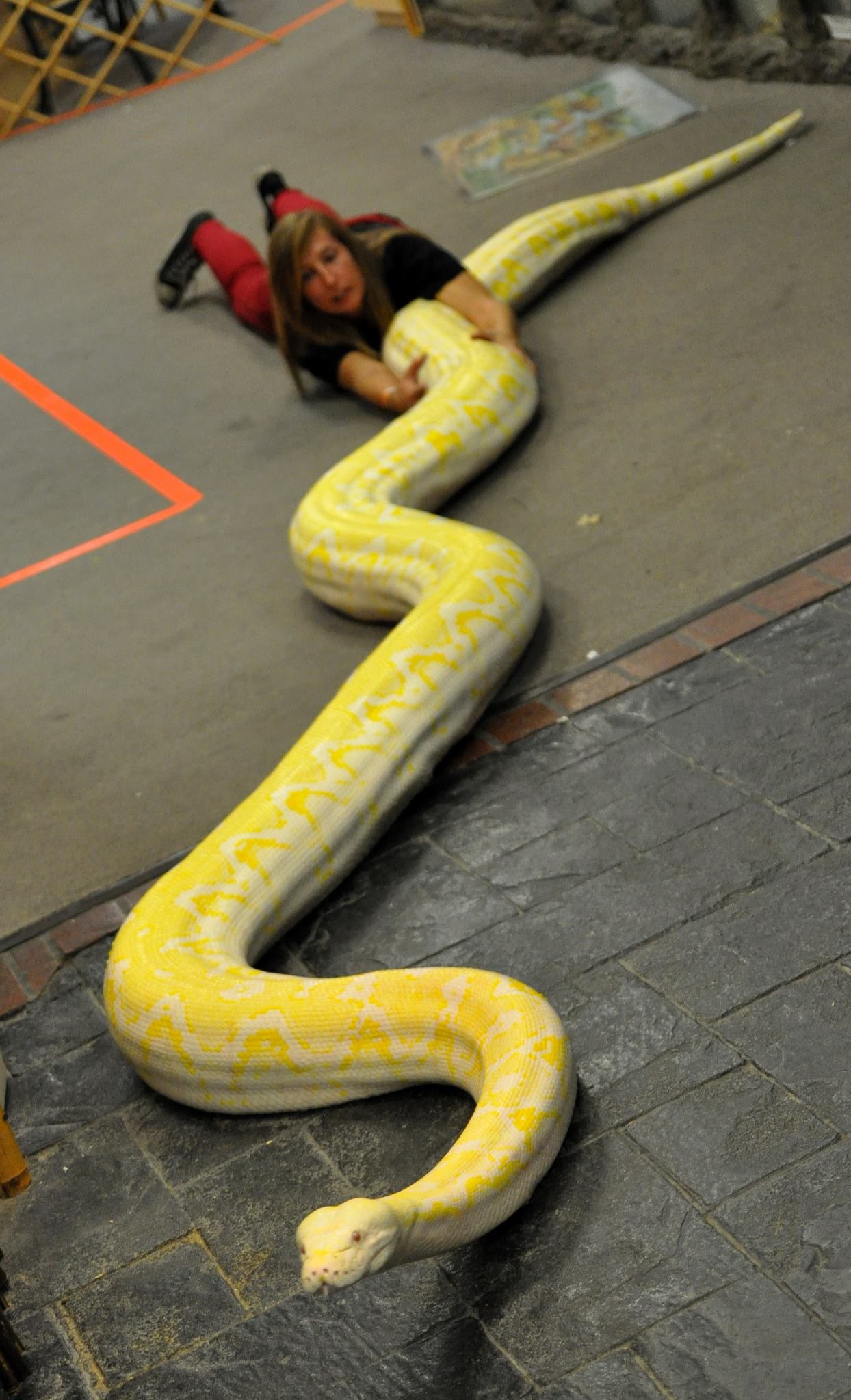 1244x2048, 334 Kb / змея