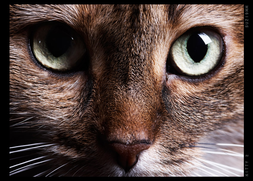 850x607, 255 Kb / кот, взгляд, глаза