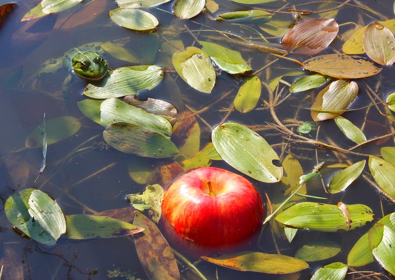 800x568, 126 Kb / лягушка, яблоко, водоросли