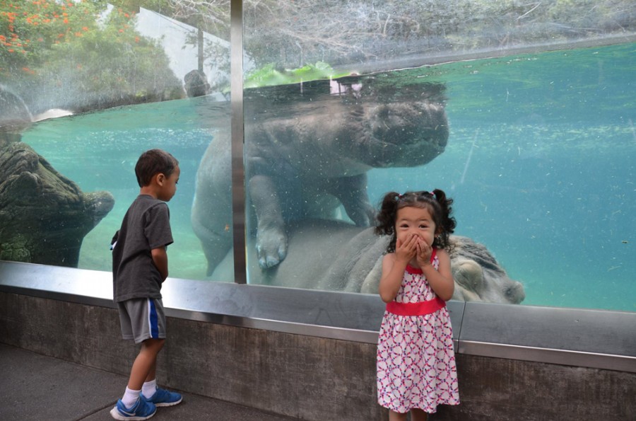 900x595, 129 Kb / бегемот, гиппопотам, бассейн, девочка, смеётся