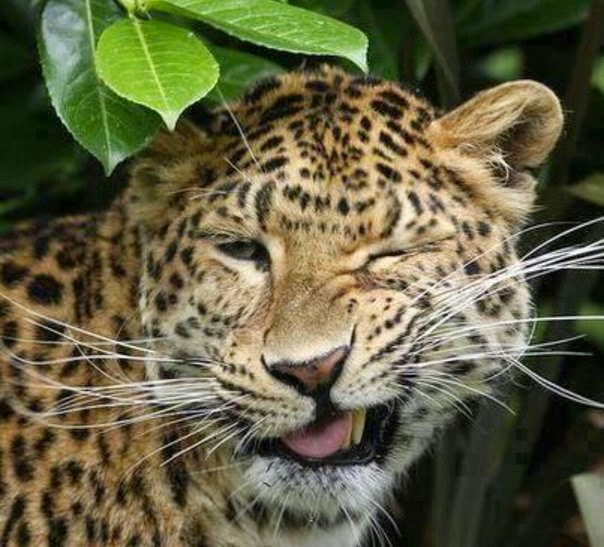 604x547, 72 Kb / леопард, подмигивает