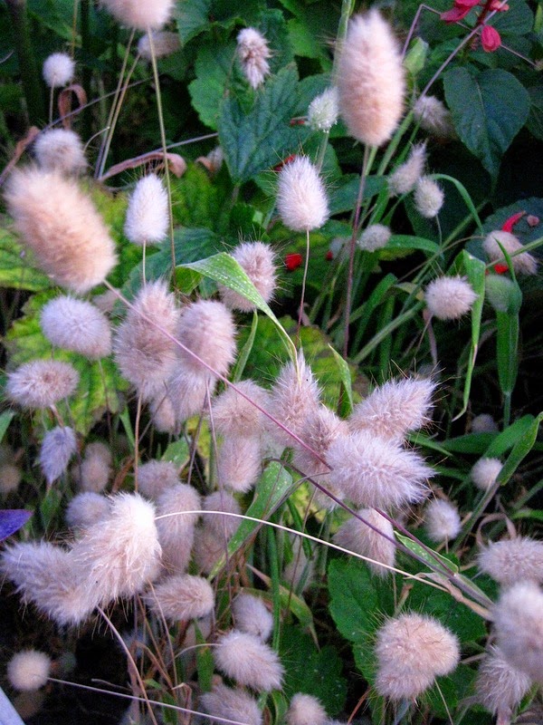 600x800, 148 Kb / трава, пух