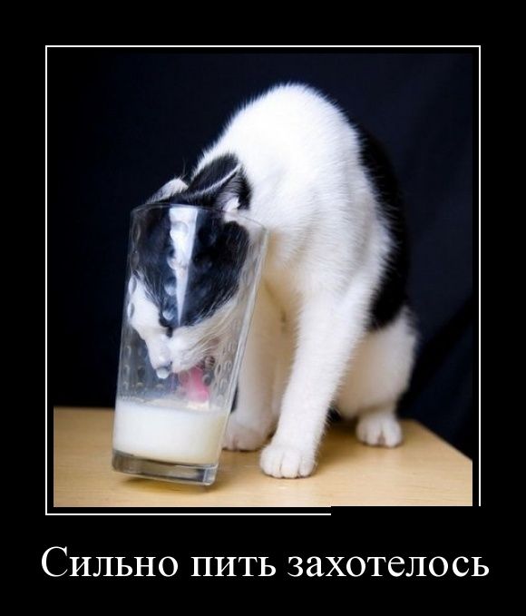 580x679, 36 Kb / демка, кот, стакан, молоко