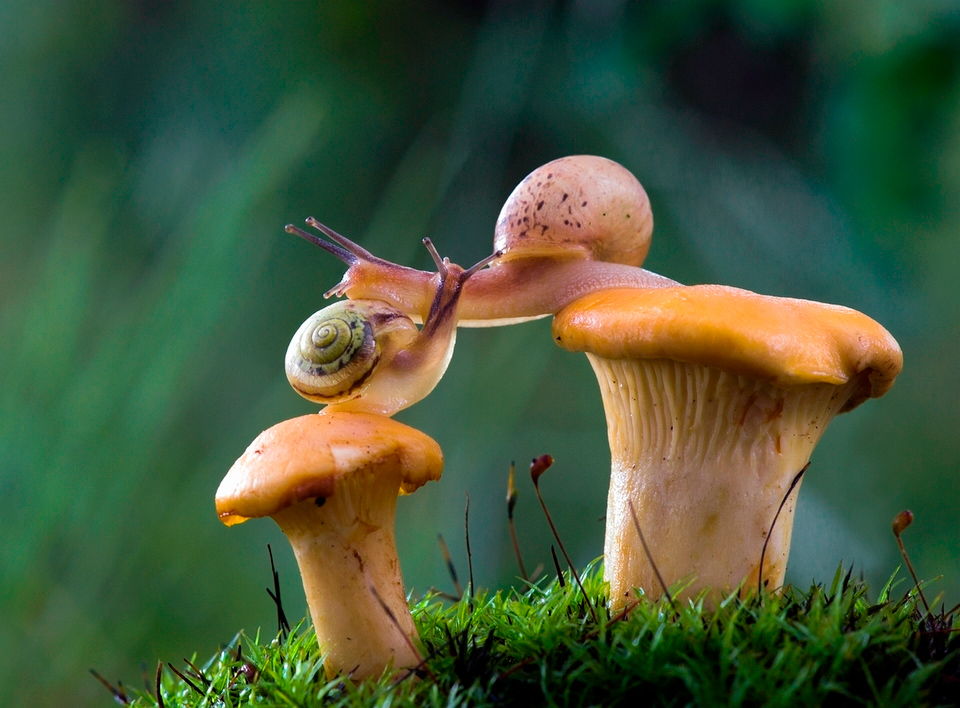 960x708, 320 Kb / Грибы, улитки