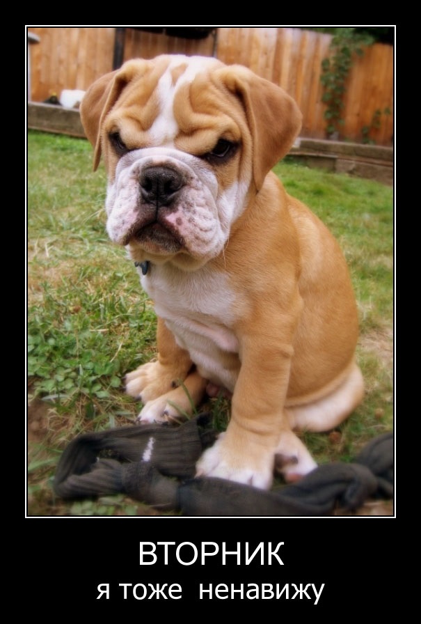 605x896, 140 Kb / вторник, собака