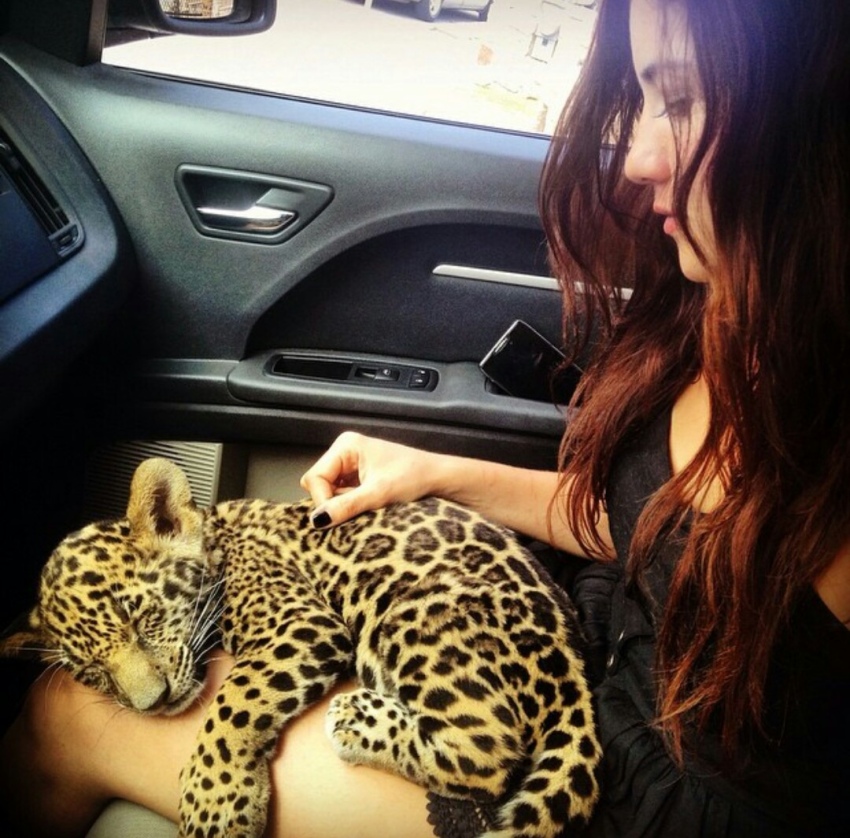 850x838, 267 Kb / машина, леопард, котёнок