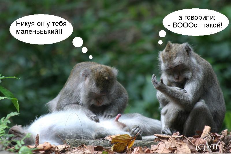 800x533, 66 Kb / обезьяны, членомер