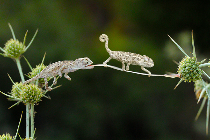 811x541, 156 Kb / хамелеон, язык