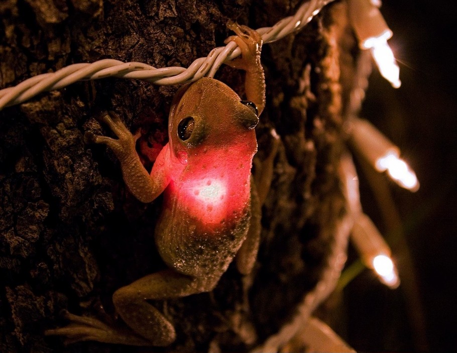 910x703, 144 Kb / лягушка, жаба, квакша, гирлянда, лампочка