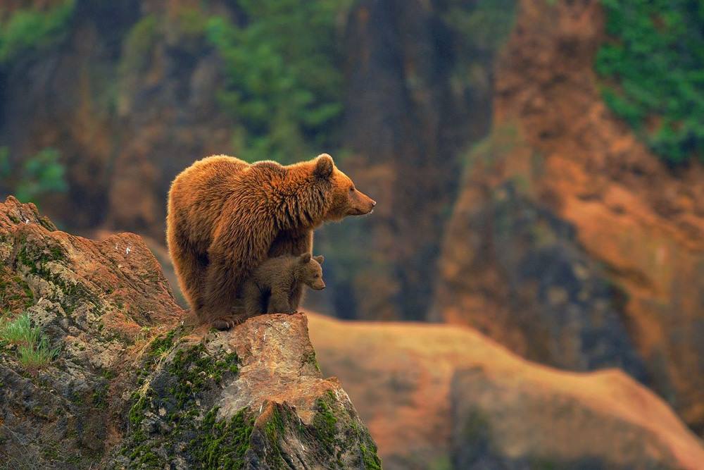 1000x667, 85 Kb / медведица, медвежонок, камни