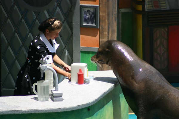 600x400, 28 Kb / тюлень, барная стойка