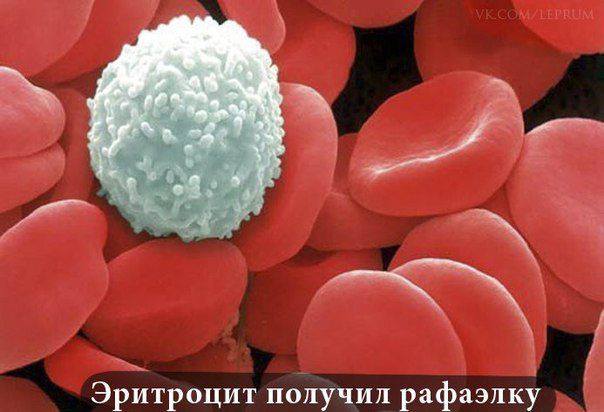 604x412, 35 Kb / эритроцит, лейкоцит, рафаэлло