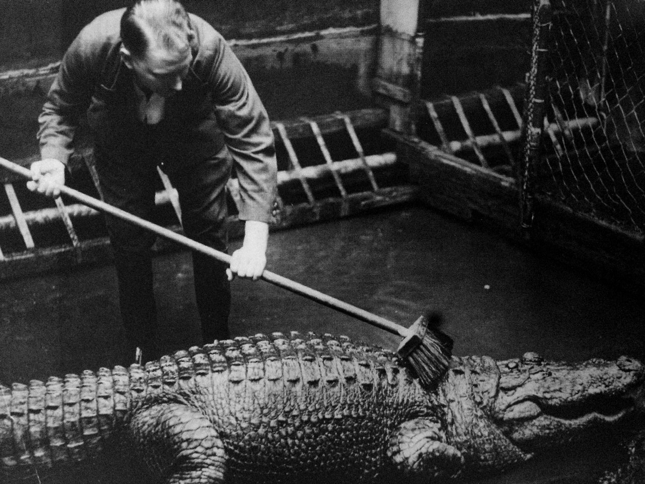 1280x960, 286 Kb / крокодил, ч/б, щетка, мойка, зоопарк, мойка