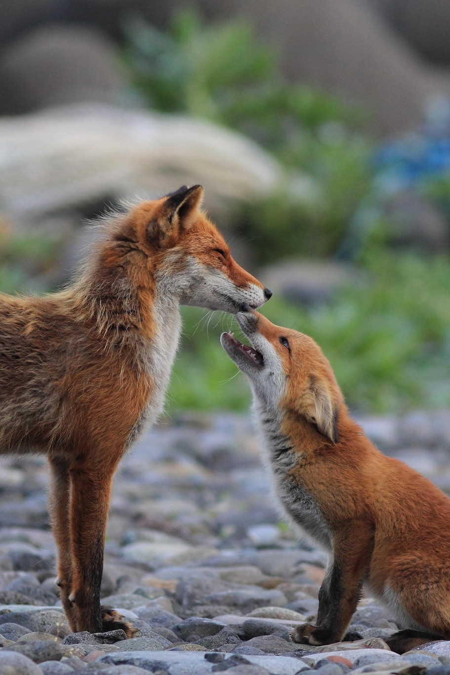 911x1365, 275 Kb / лисы, лиса