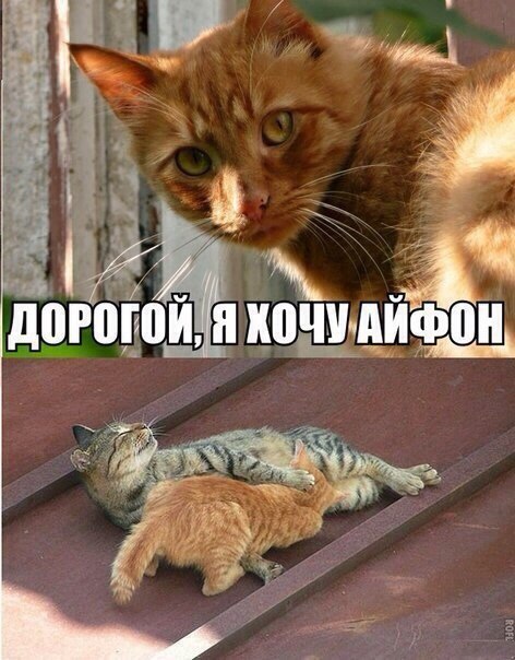 472x604, 74 Kb / айфон, отношения