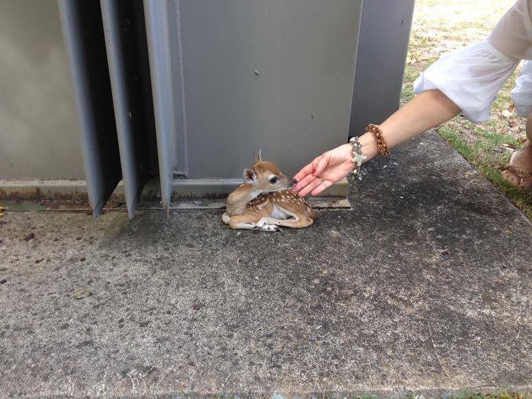 775x581, 87 Kb / оленёнок, рука