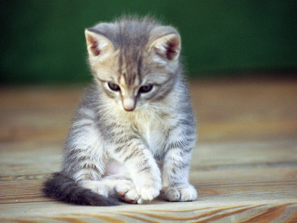 1024x768, 161 Kb / котенок