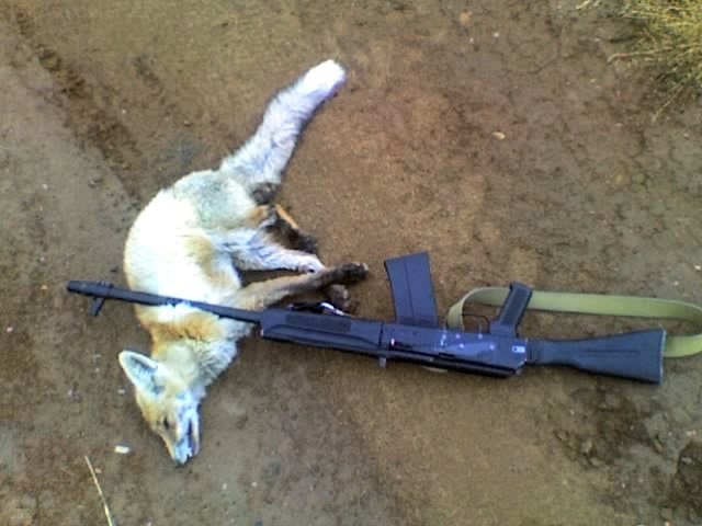 640x480, 57 Kb / шакал, автомат