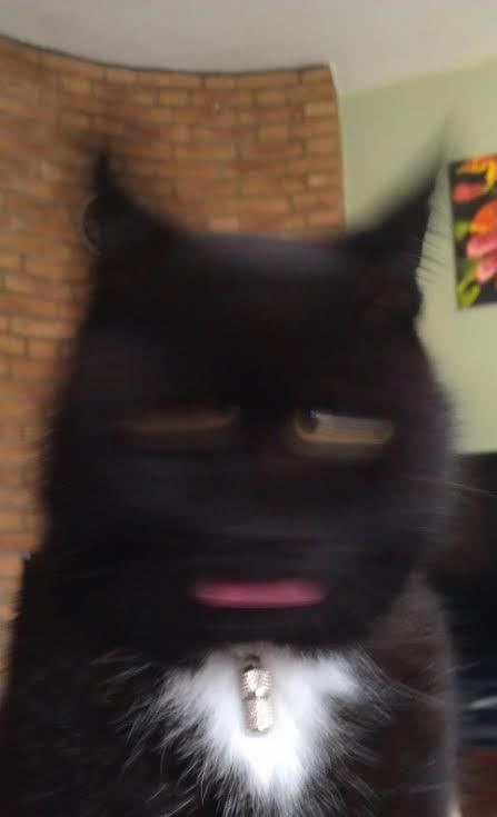 447x735, 32 Kb / котэ, черной-белый