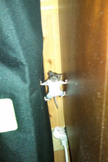 422x630, 42 Kb / мышь, скалолаз, альпинист