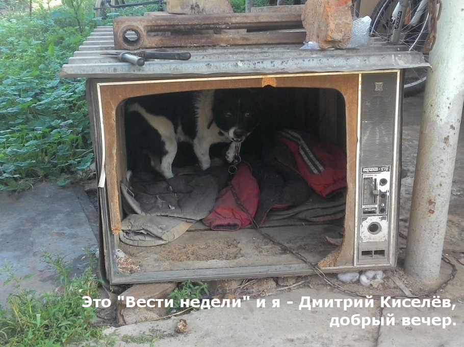 910x682, 186 Kb / телевизор, собака, киселев, вести