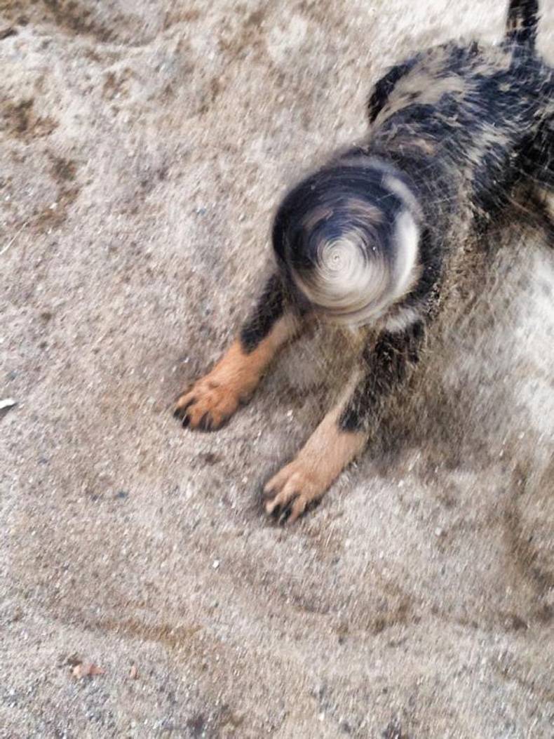 790x1053, 130 Kb / собака, щенок, отряхивается, выдержка