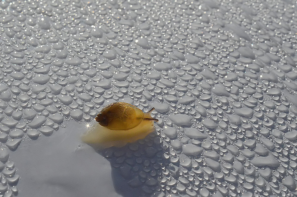 1200x798, 335 Kb / вода, брюхоногий, планорбит, планулит, стебельчатоглазый