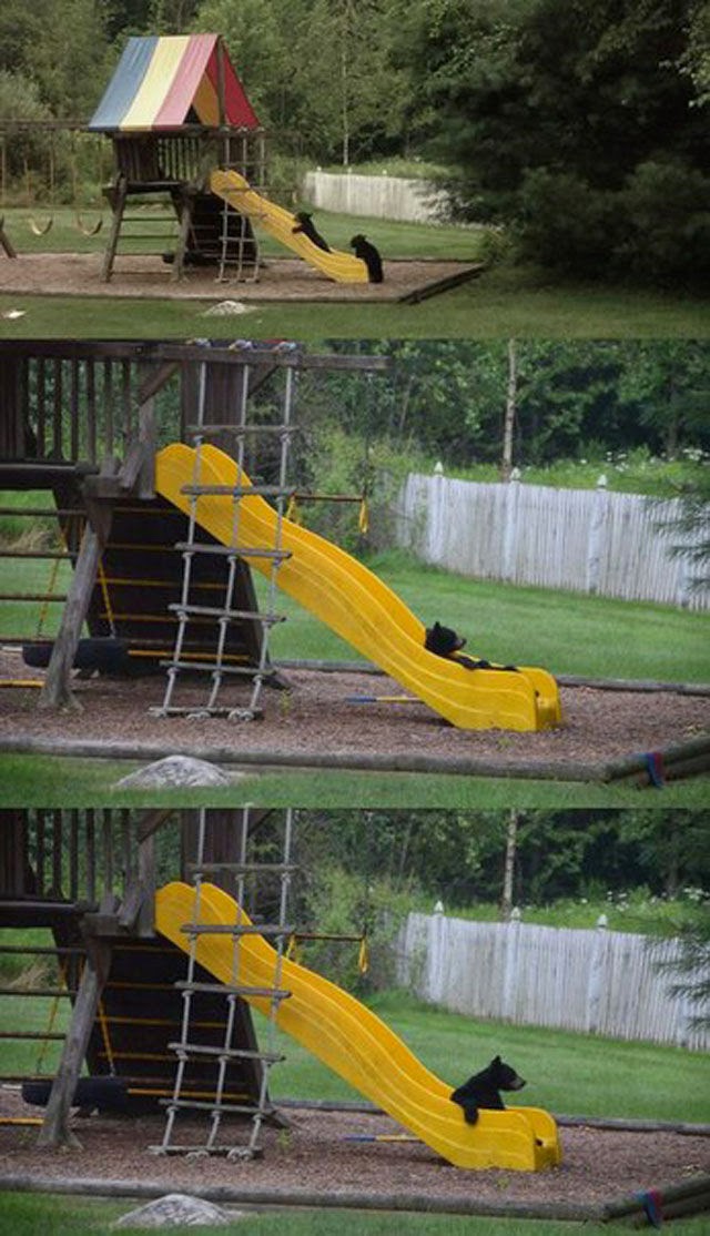 640x1114, 132 Kb / горка, медведь, мишки, Россия