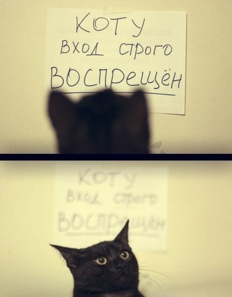 473x604, 31 Kb / черный, кот, кошка, надпись, объявление