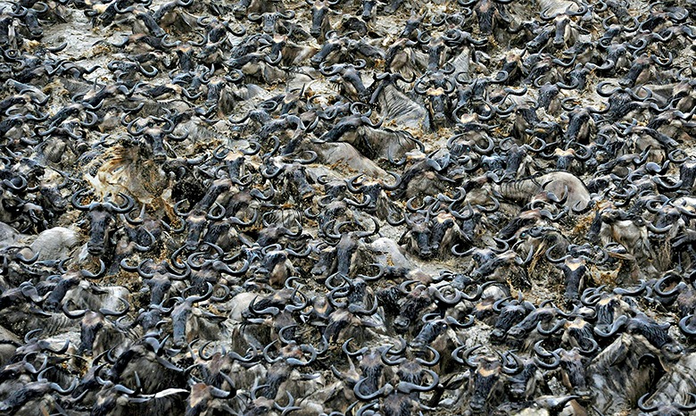 780x466, 251 Kb / рога, копыта